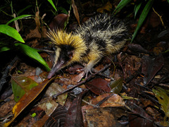 Lowland Streaked Tenrec photo 3