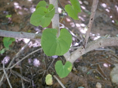 Dioscorea orangeana