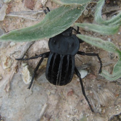 Alphasida holosericea