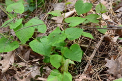 Fallopia cilinodis
