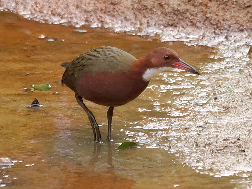 White-throated Rail photo