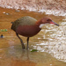 White-throated Rail - Photo (c) David Cook, some rights reserved (CC BY-NC)
