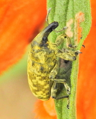 Gasteroclisus