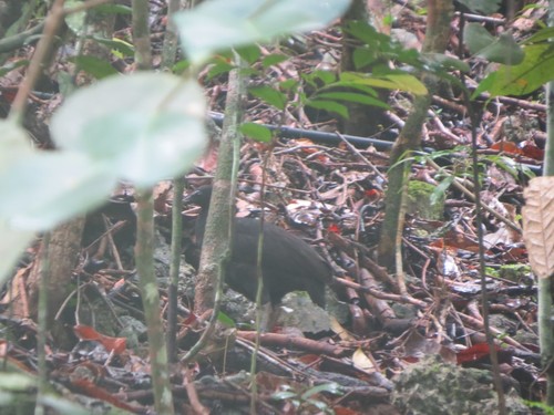 Megapodius freycinet
