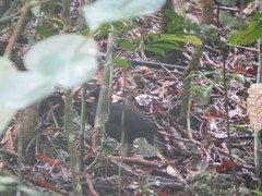 Megapodius freycinet