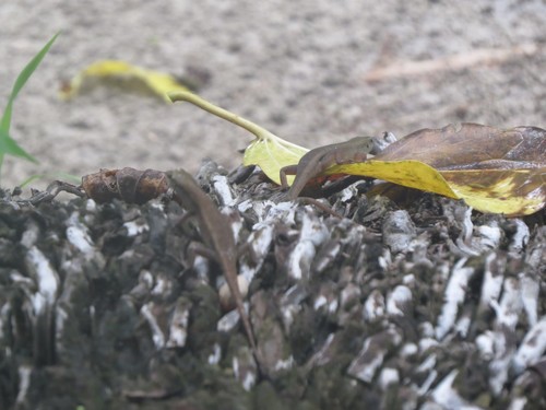Carlia fusca