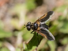 Galactomyia