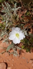 Oenothera deltoides