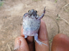 Breviceps mossambicus