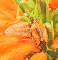Agonoscelis venosa