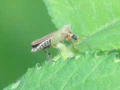 Cantharis decipiens