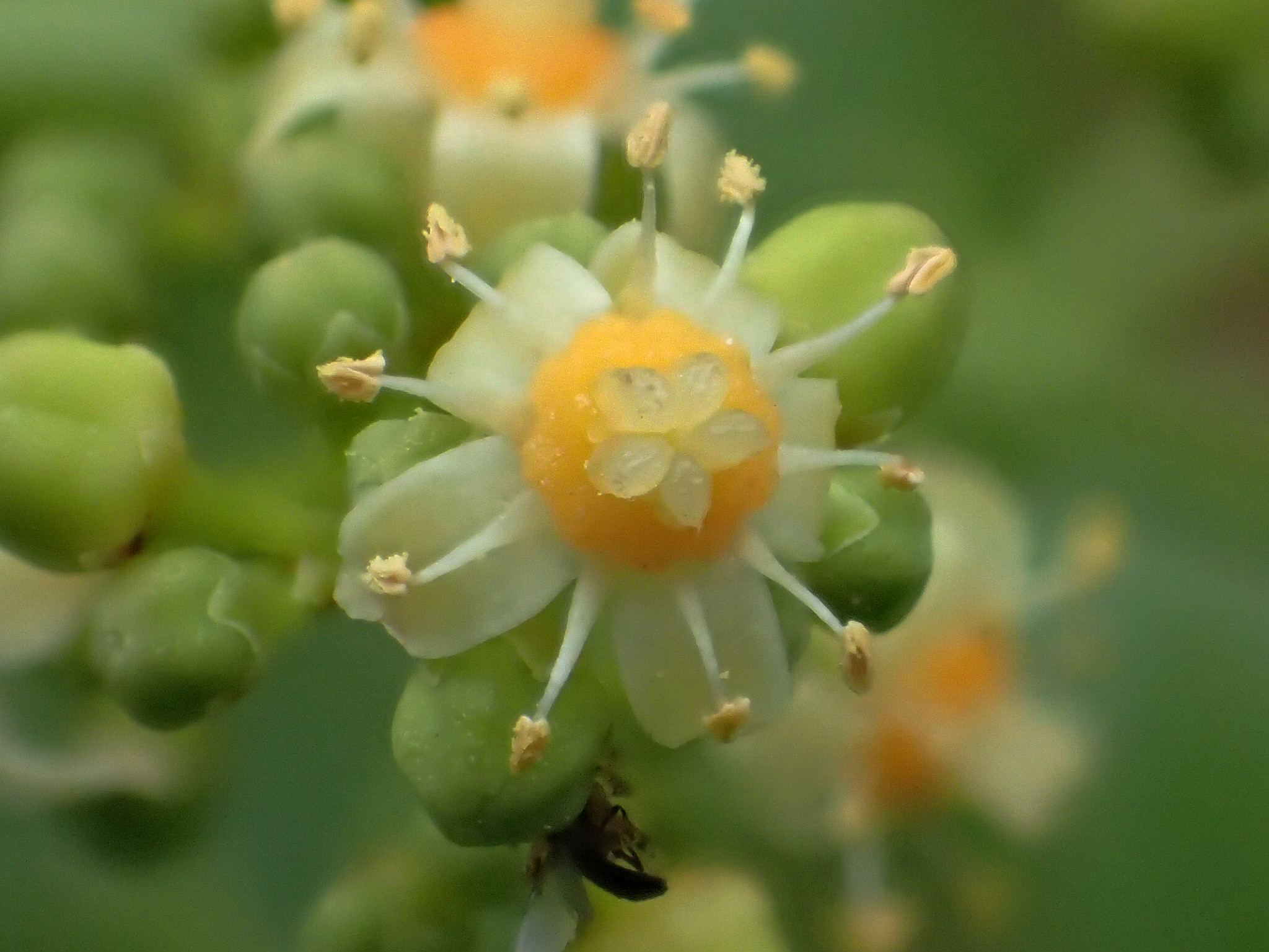 Spondias dulcis