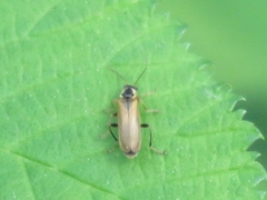 Cantharis decipiens
