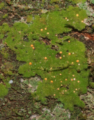 Coenogonium implexum