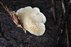 Trametes vespacea