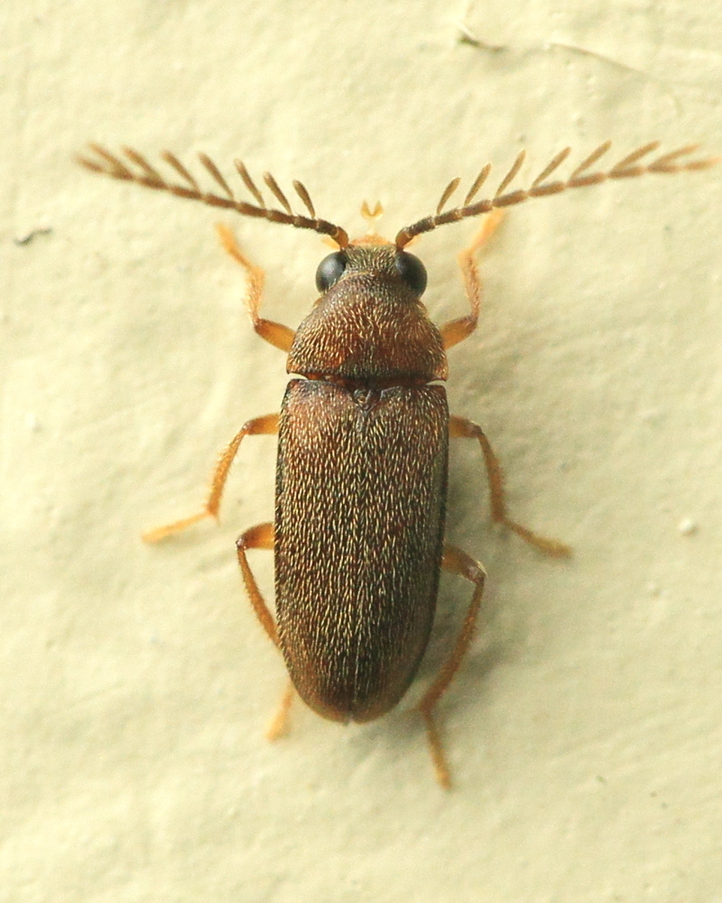 Toe-winged Beetles from Parque Nacional Sumaco, Napo, Ecuador [estacion ...