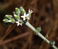 Heliotropium rotundifolium