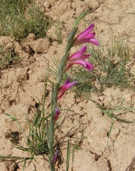 Gladiolus italicus