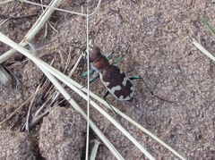 Cicindela formosa