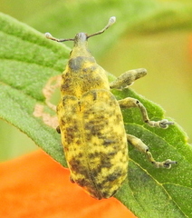 Gasteroclisus