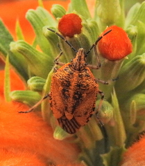Agonoscelis venosa