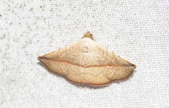 Eublemma perversicolor