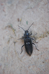 Hylotrupes bajulus