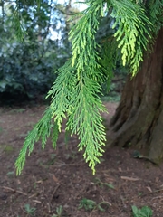 Chamaecyparis lawsoniana