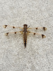 Libellula semifasciata