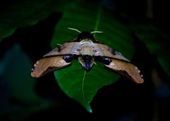 Amplypterus panopus