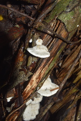 Trametes vespacea