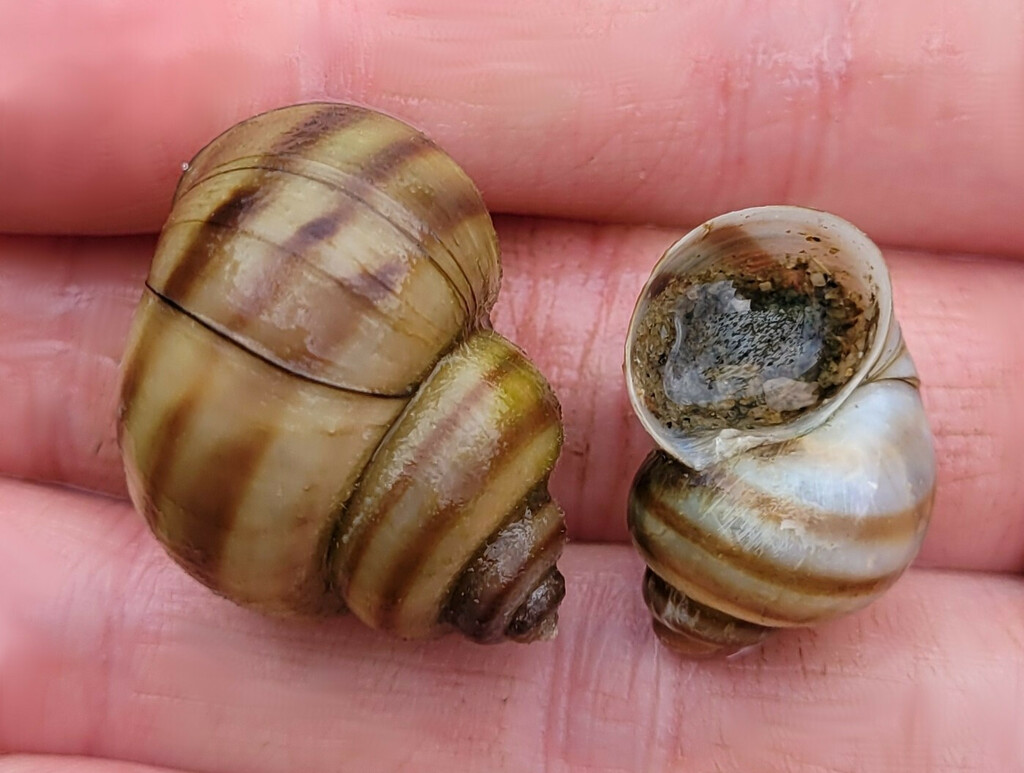 Banded Mystery Snail from Leeds and Grenville United Counties, ON ...