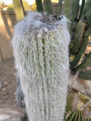 Cephalocereus senilis