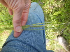 Alopecurus carolinianus