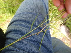 Alopecurus carolinianus