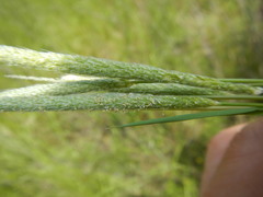Alopecurus carolinianus