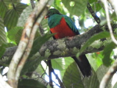 Pavonine Quetzal photo 3