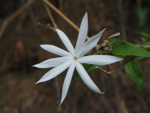 Jazmines Asiáticos (género Jasminum) · Natusfera