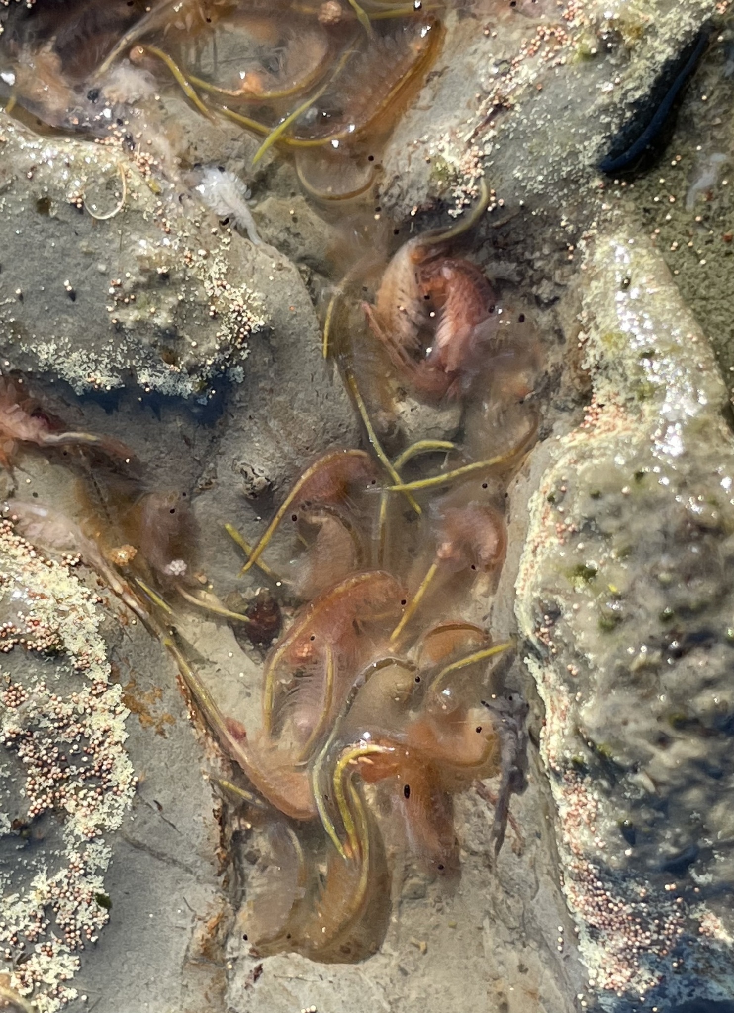 Artemia monica Verrill, 1869