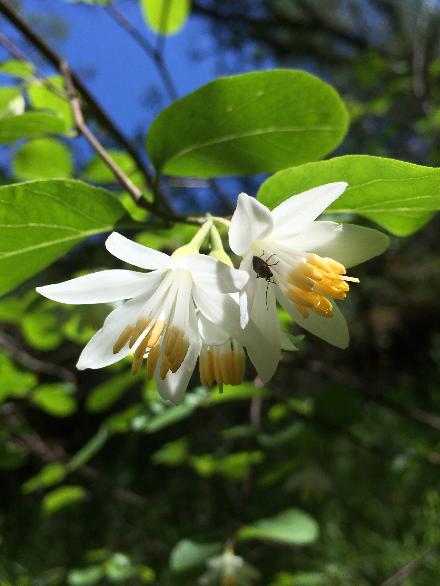 Styracaceae