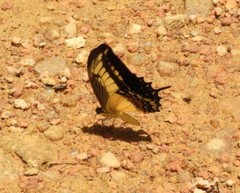 Heraclides androgeus