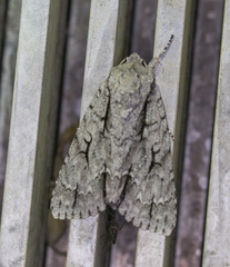 Acronicta lobeliae