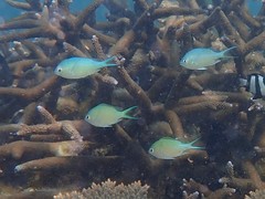 Chromis