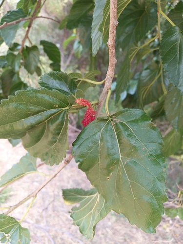 Morus celtidifolia (Morus celtidifolia)