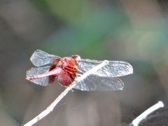 Erythrodiplax fervida