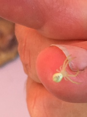 Araneae