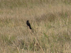 Agelaius assimilis
