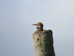 Colaptes fernandinae