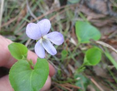 Viola sacchalinensis