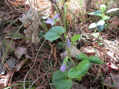 Viola sacchalinensis